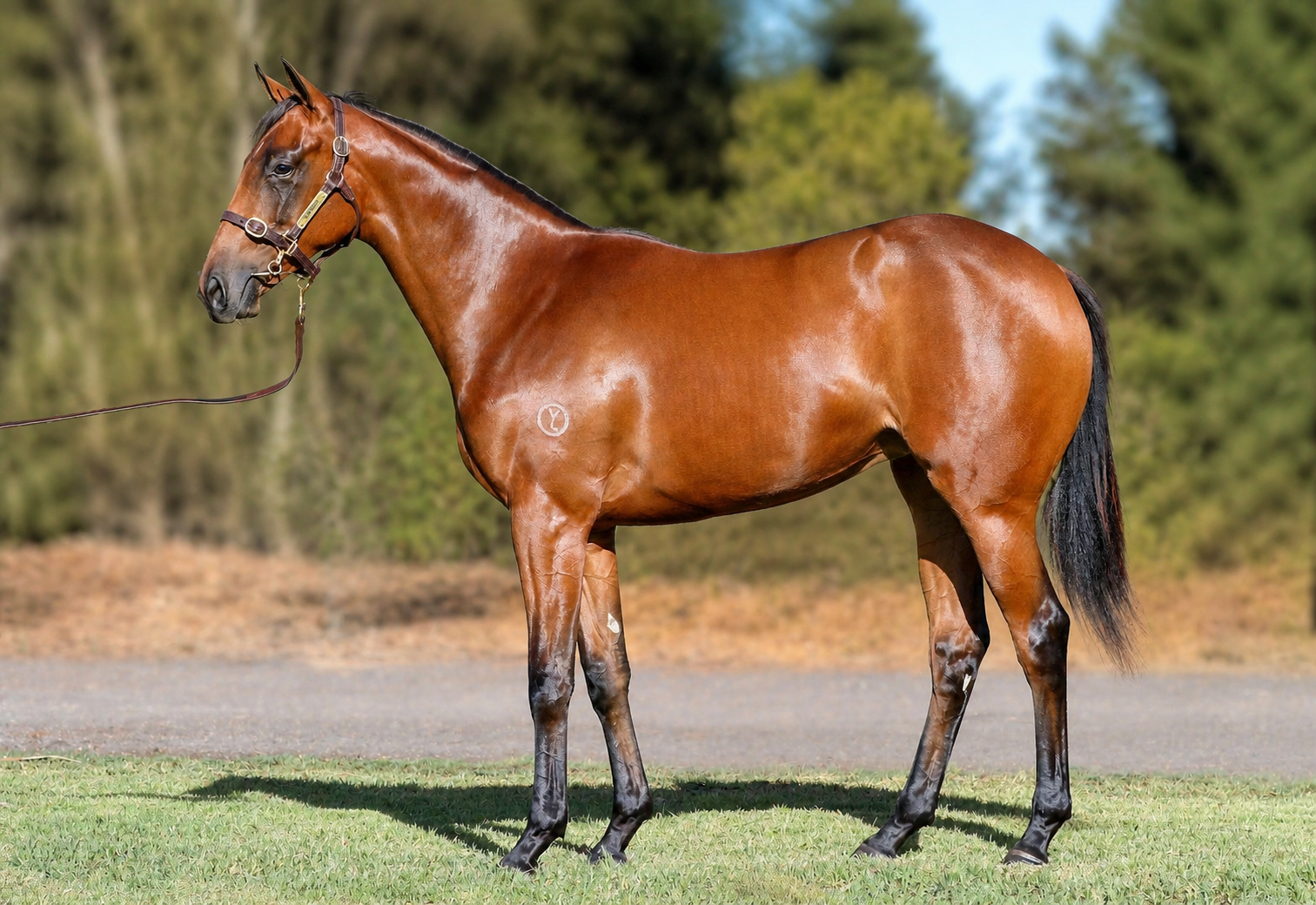 Diatonic out of Frankly Rosie bay filly