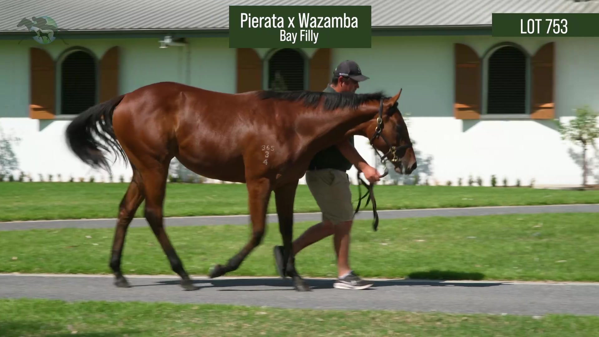Pierata × Wazamba bay filly